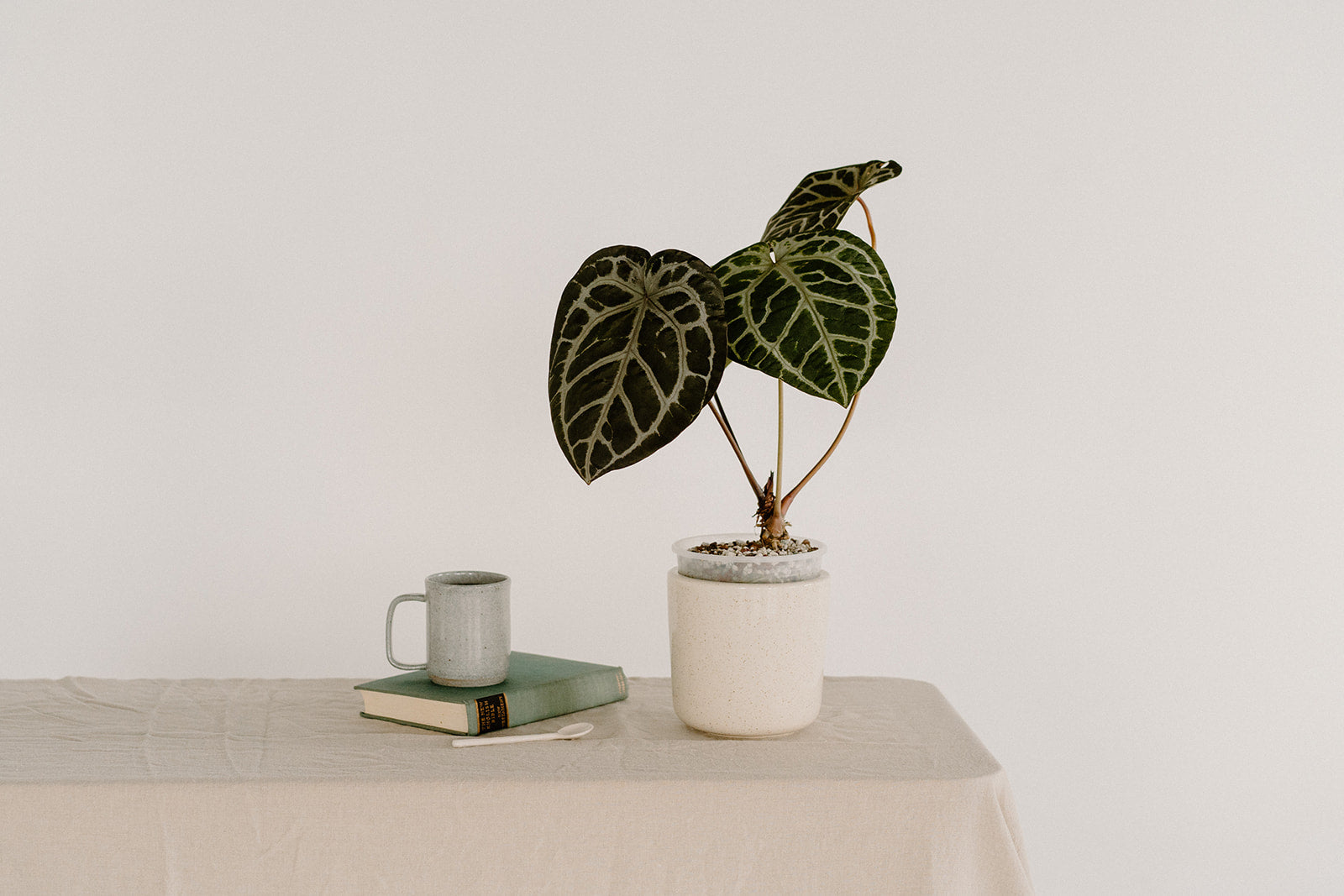 Anthurium – Verdant Plant House