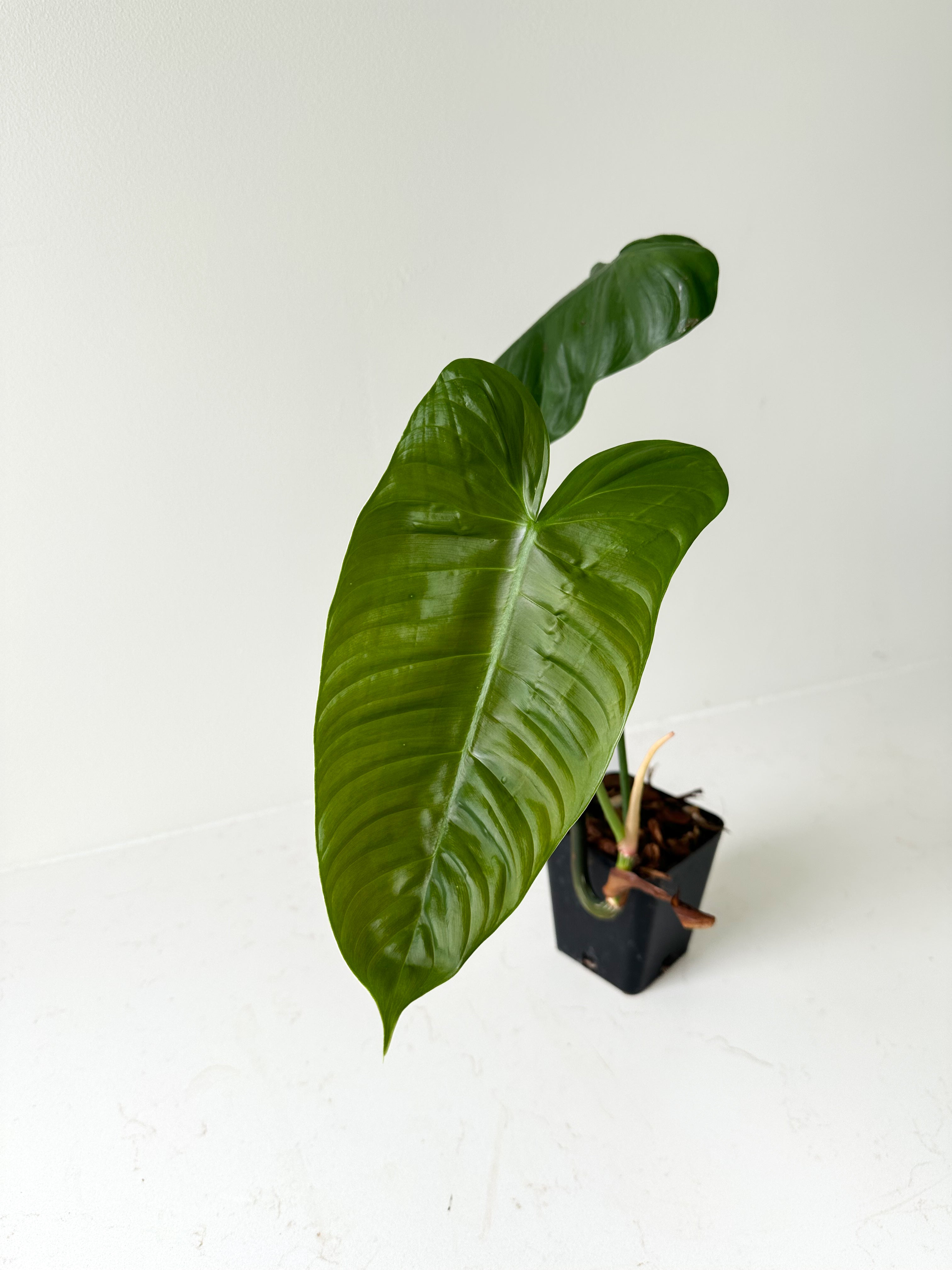 Philodendron Sharoniae Exact Plant XXL