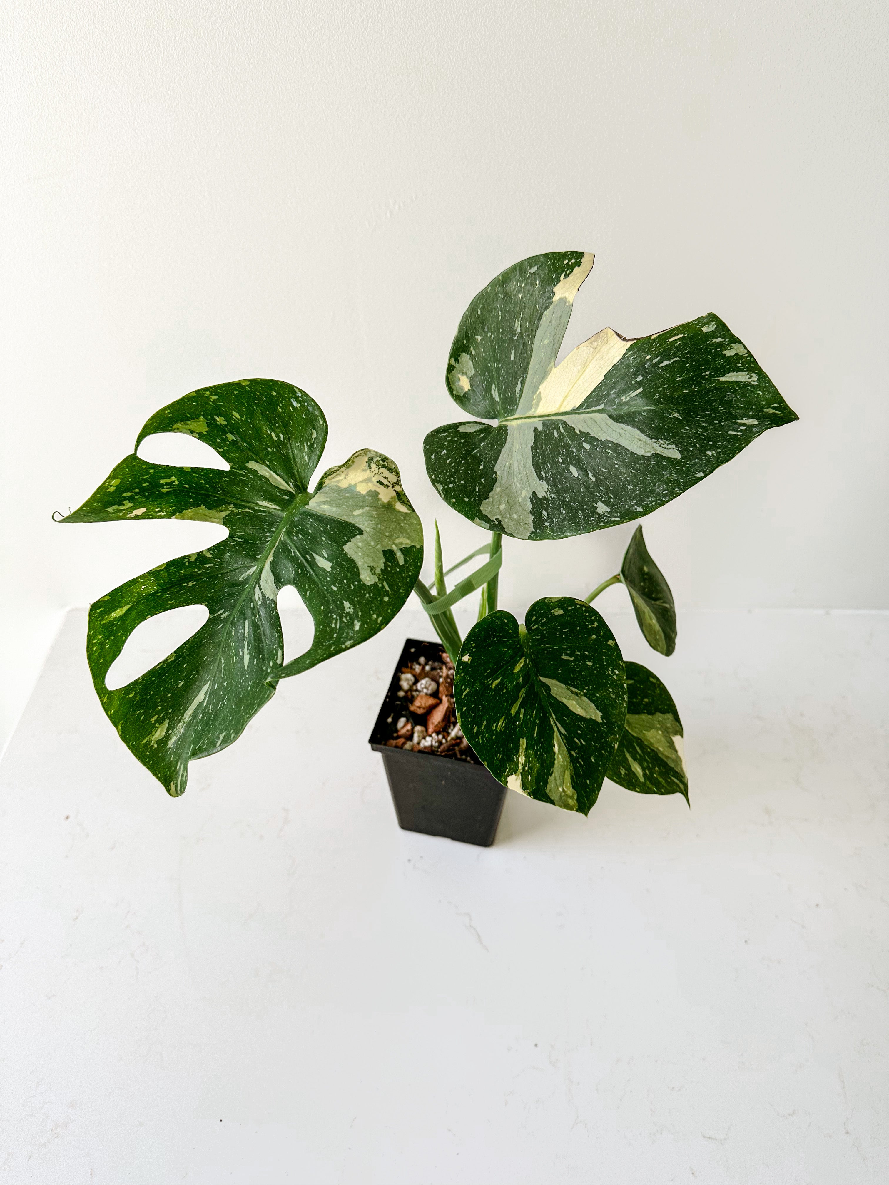 7. A Symphony Of Verdant Delights: Monstera Thai Constellation Prix