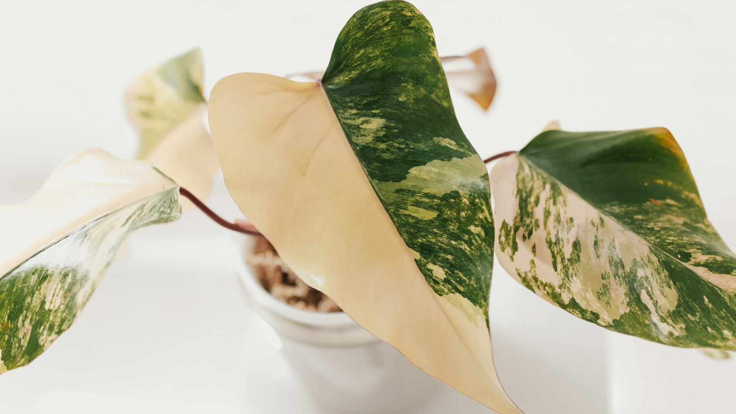 Philodendron