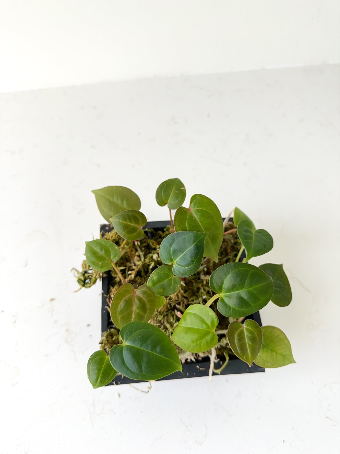 Anthurium forgetii hybrid x papillilaminum hybrid seedlings