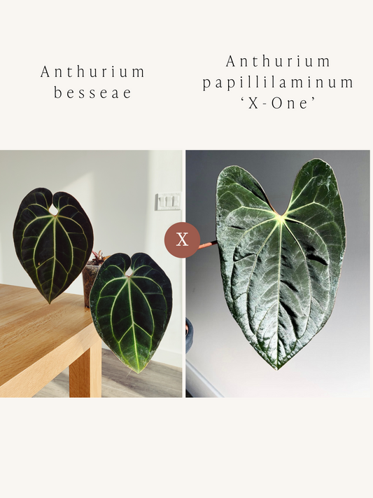 Anthurium besseae x papillilaminum ‘X-one’ seedlings ($90 for 2)