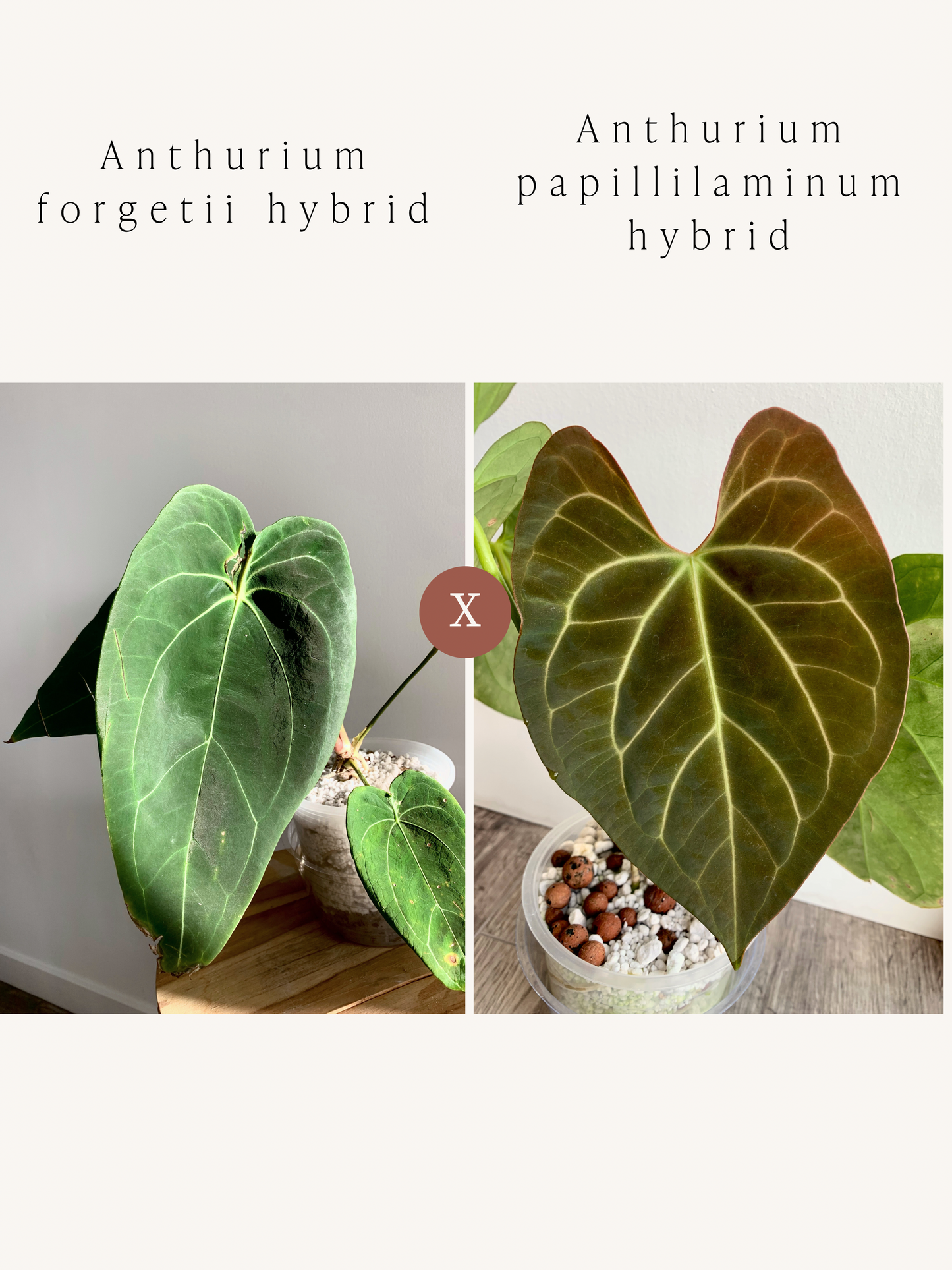 Anthurium forgetii hybrid x papillilaminum hybrid seedlings