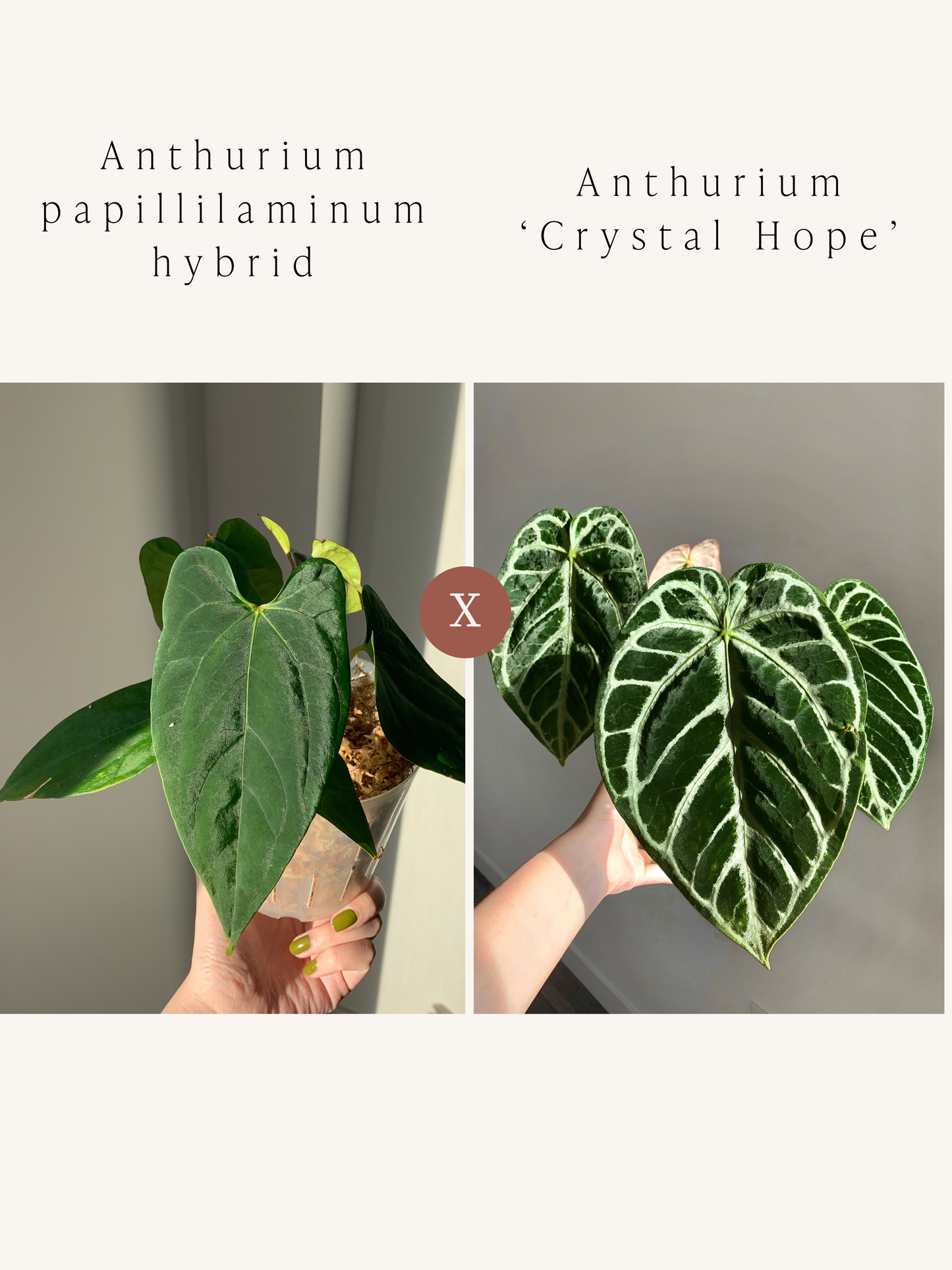 Anthurium papillilaminum hybrid x ‘Crystal Hope’ seedlings ($34 for 2)