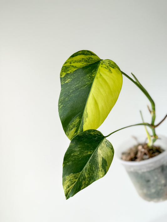 Monstera Deliciosa aurea