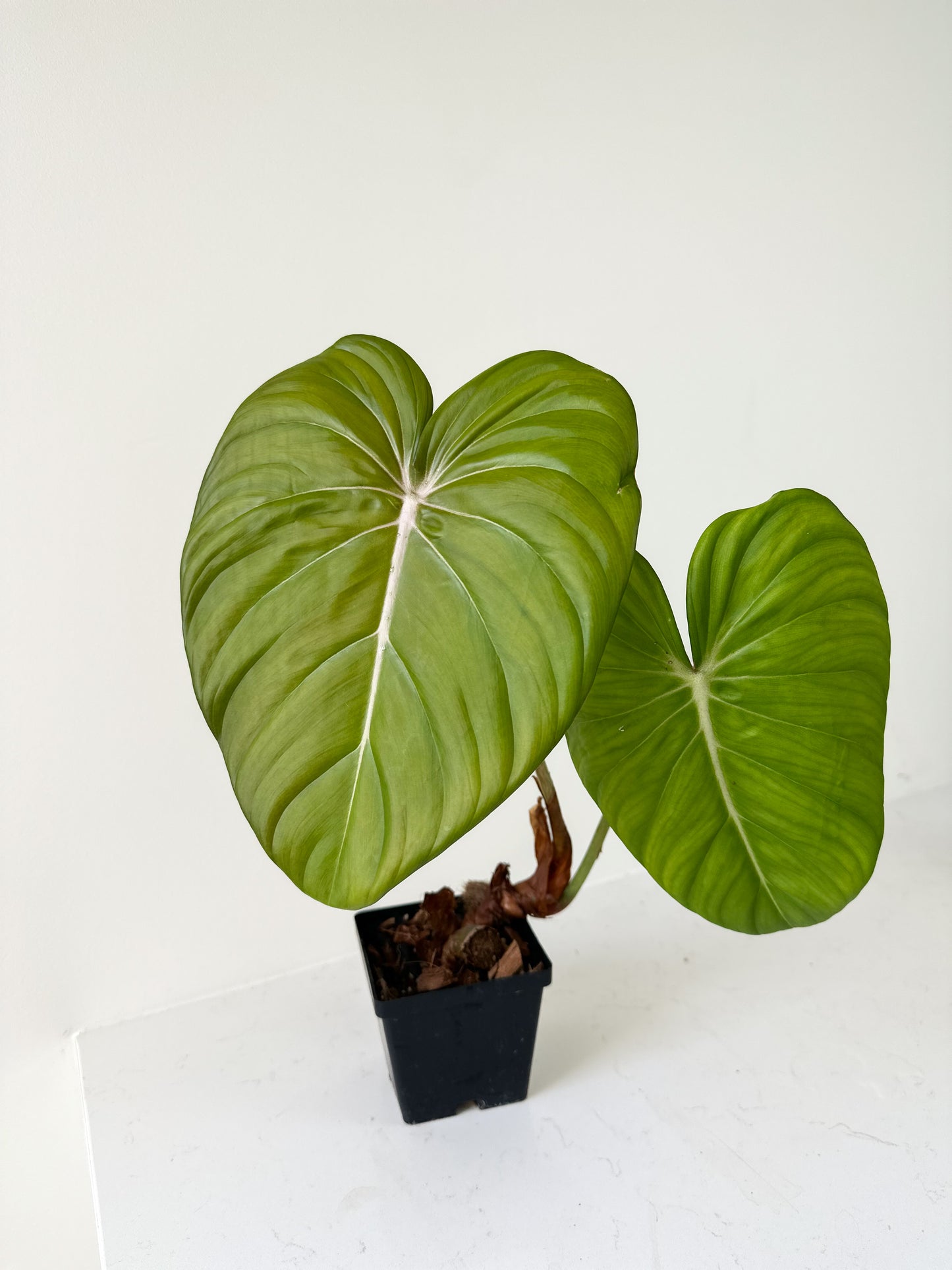 Philodendron Dean Mcdowell