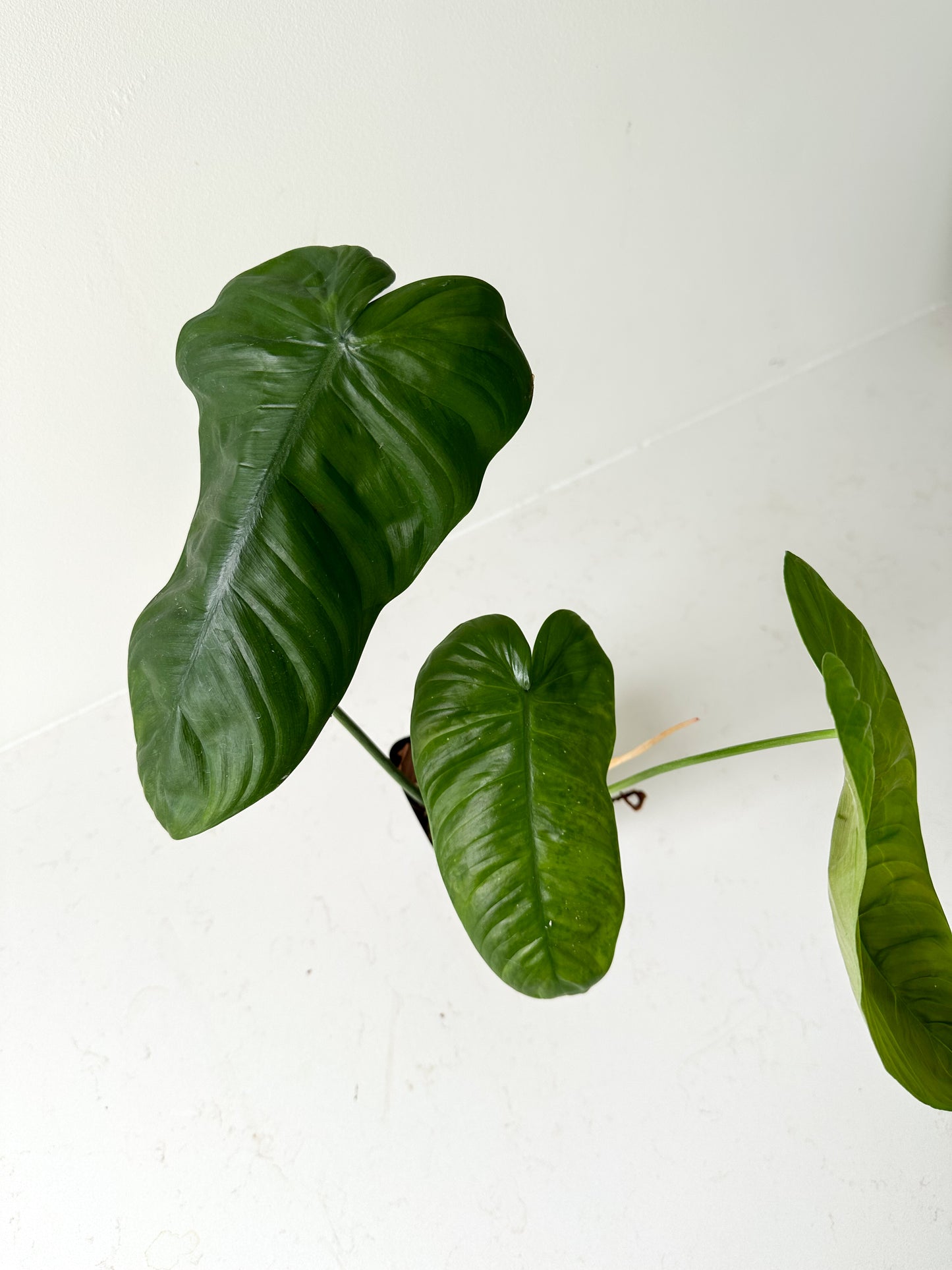 Philodendron Sharoniae