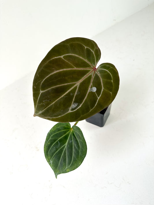 Anthurium ‘HU’/ ‘King of Spades’