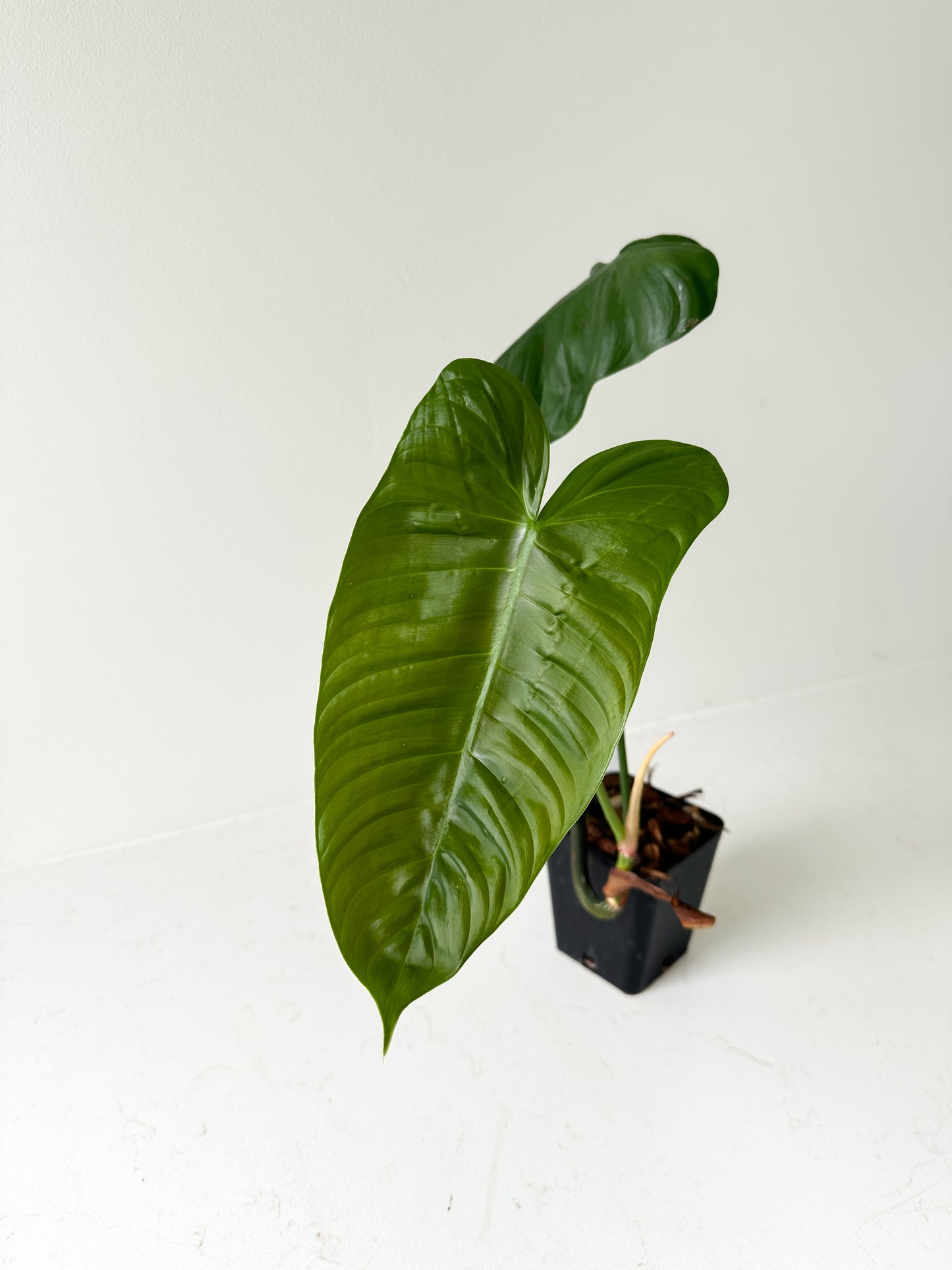 Philodendron Sharoniae