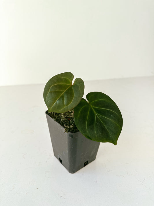 Anthurium ‘HU’/ ‘King of Spades’