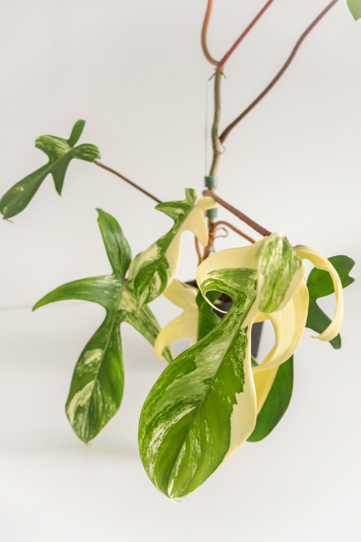 Philodendron Florida Beauty