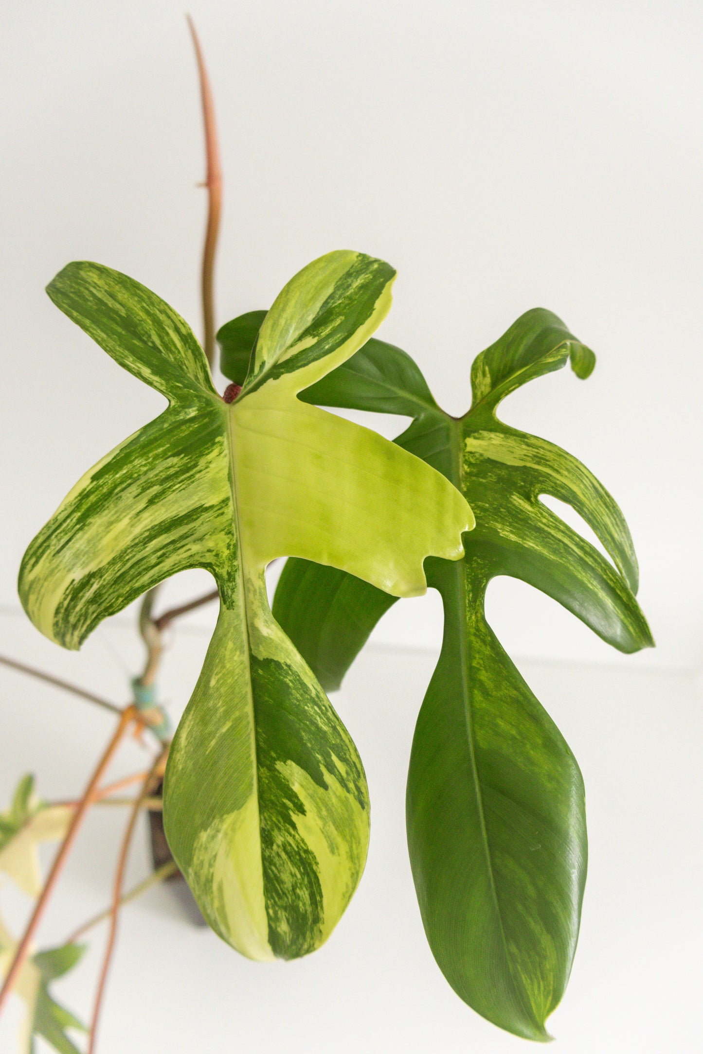 Philodendron Florida Beauty