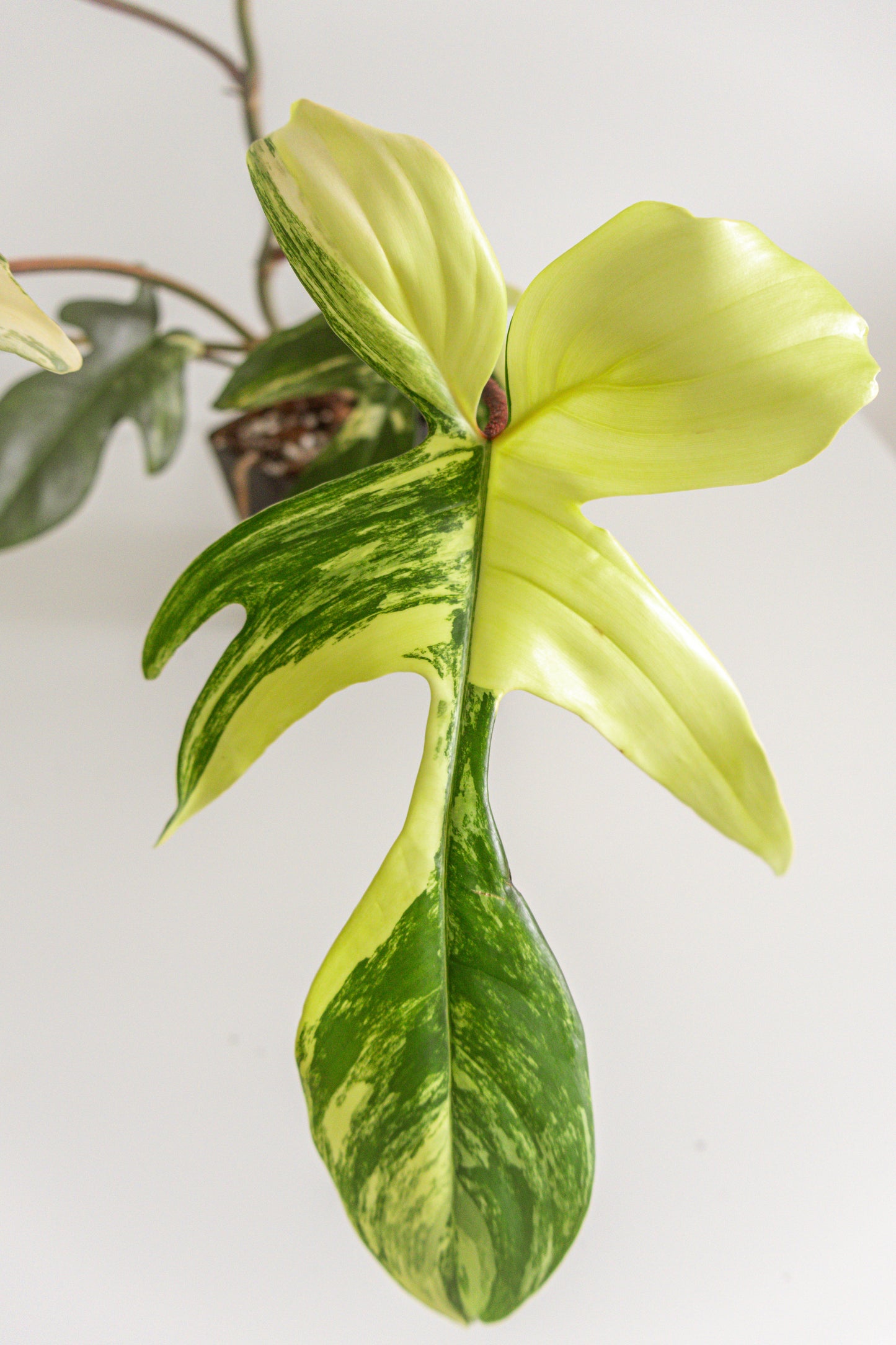 Philodendron Florida Beauty