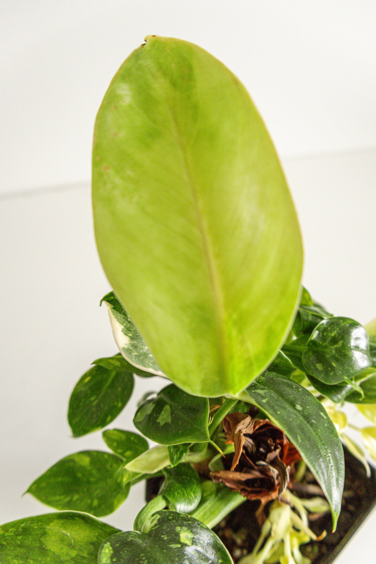 Philodendron Congo Green variegated