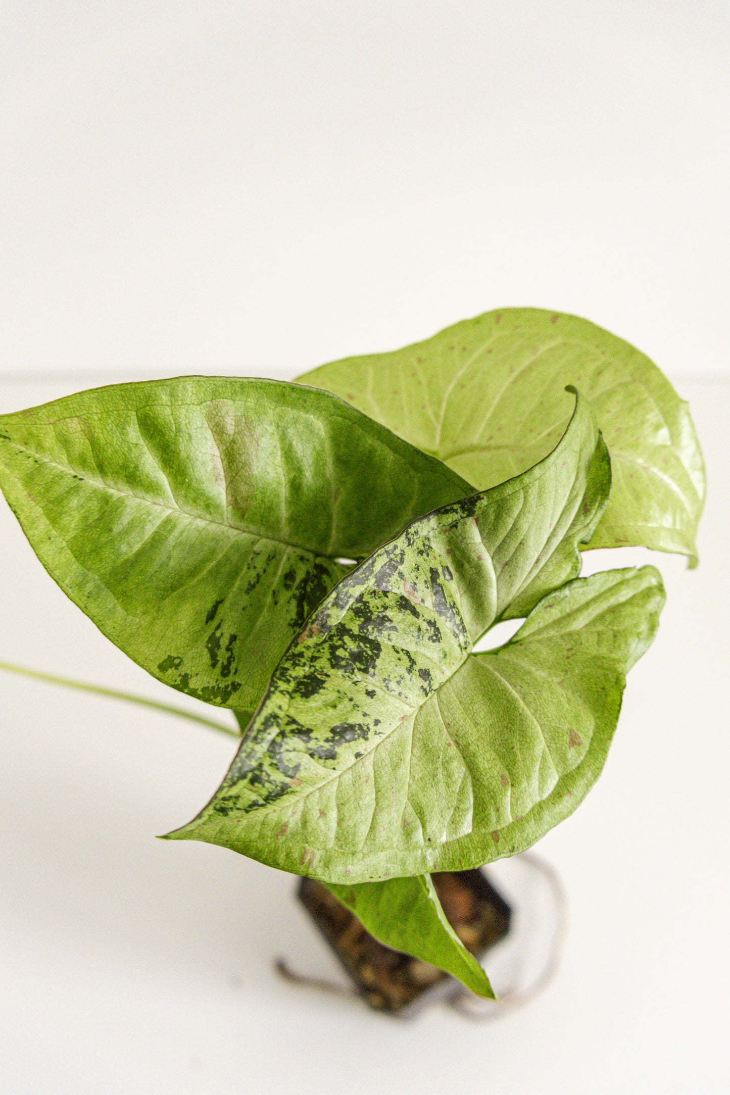 Syngonium Confetti Tricolor