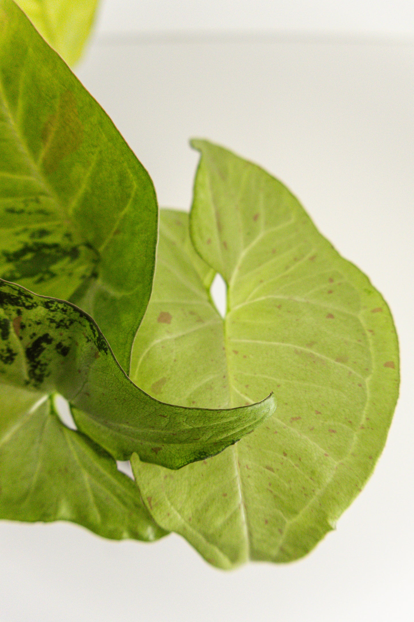 Syngonium Confetti Tricolor