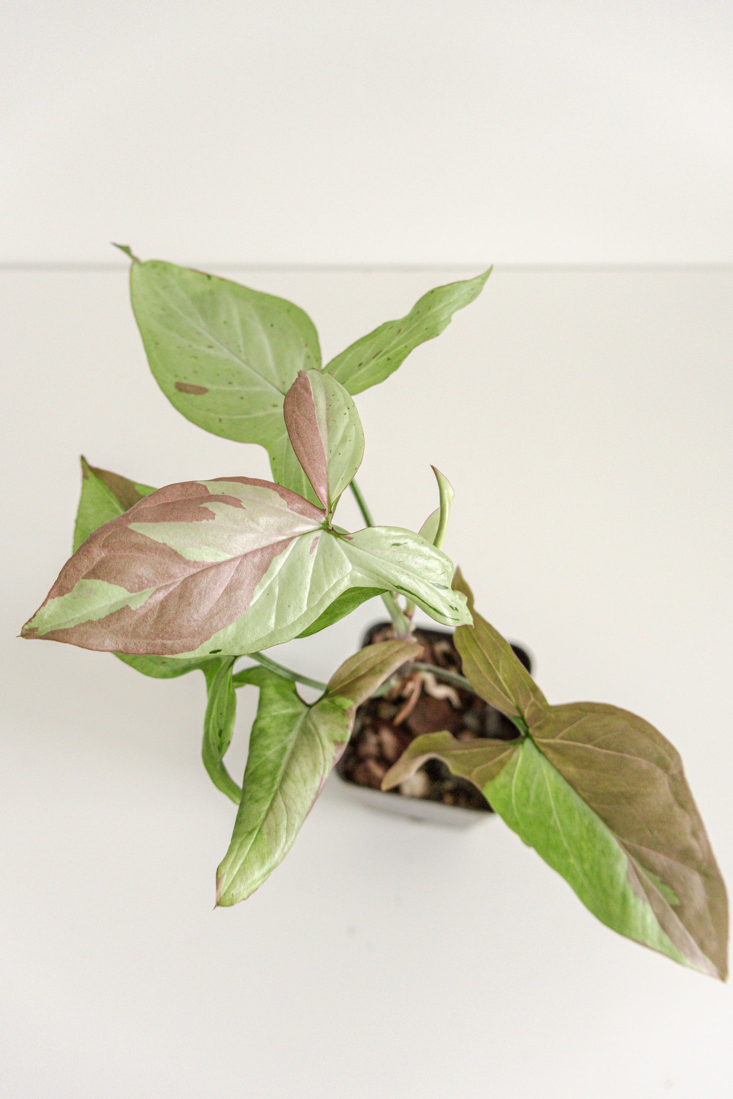 Syngonium Pink Splash