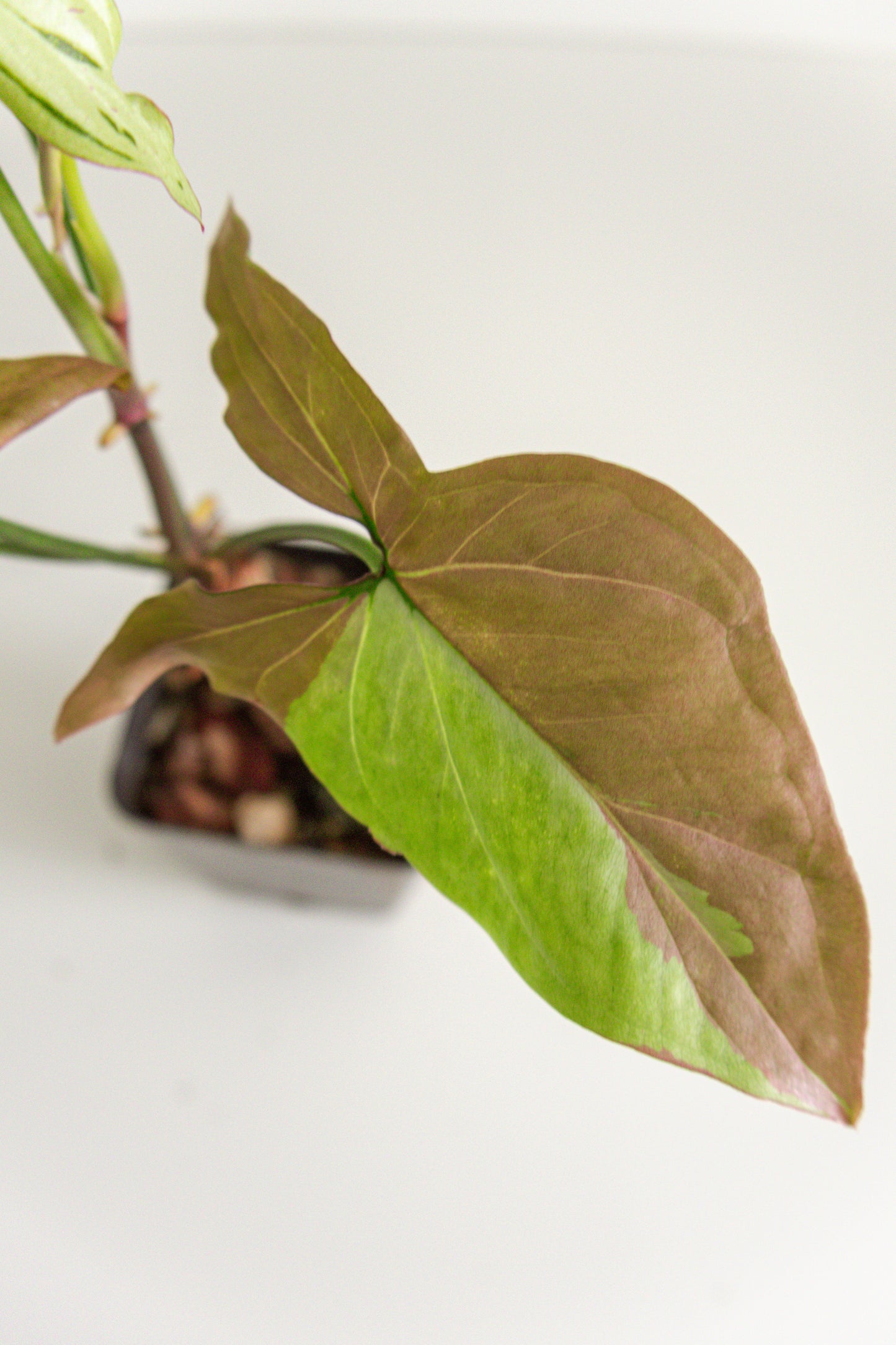 Syngonium Pink Splash