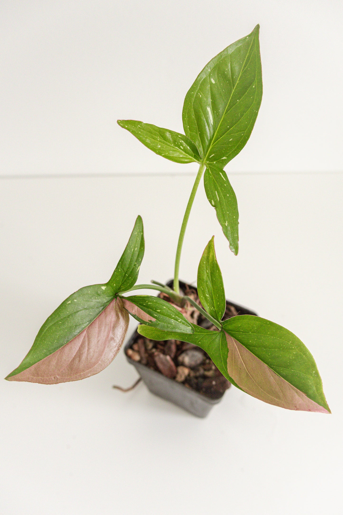 Syngonium Red Spot tricolor