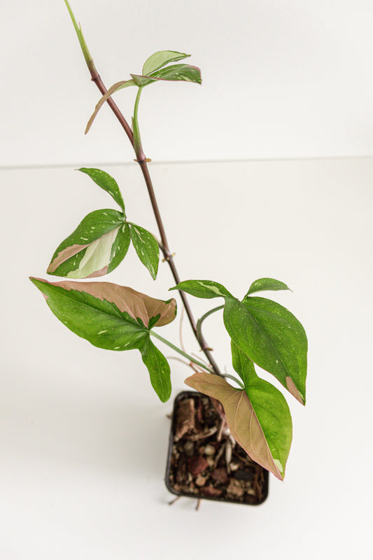 Syngonium Red Spot tricolor