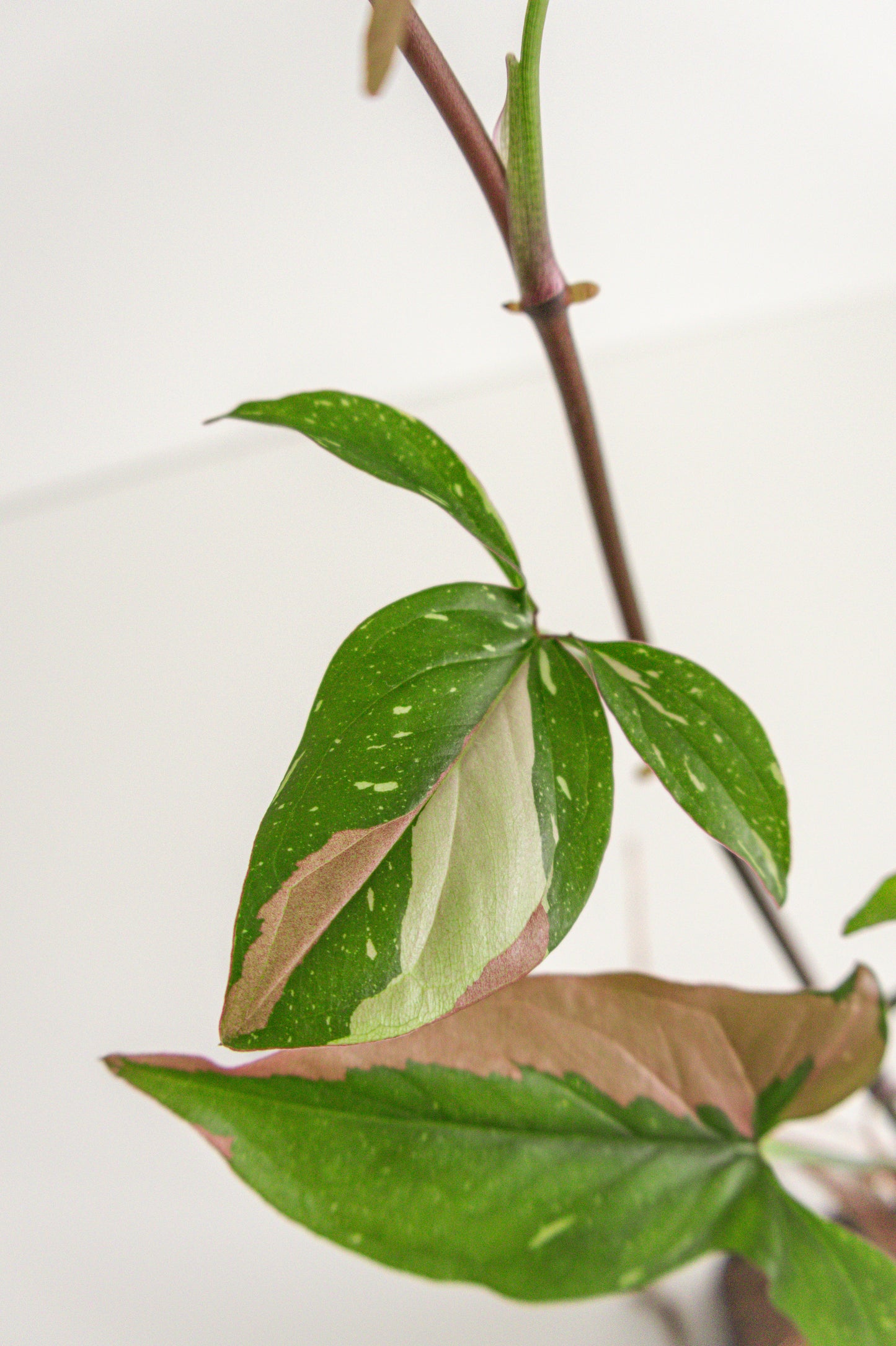 Syngonium Red Spot tricolor