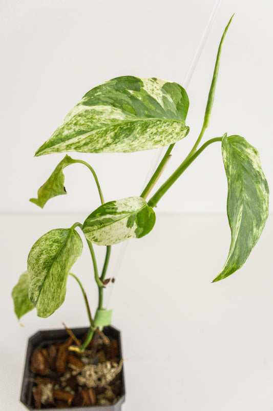 Monstera Laniata variegated