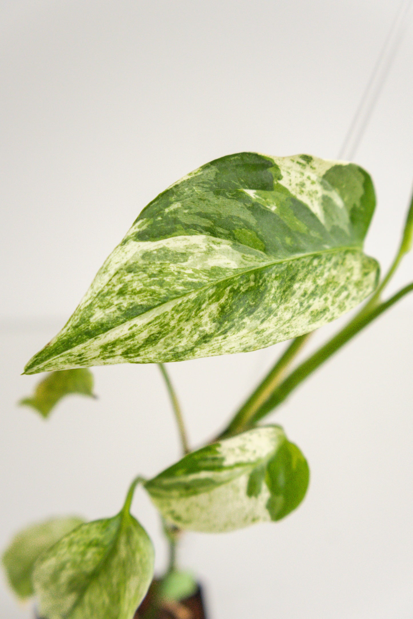 Monstera Laniata variegated