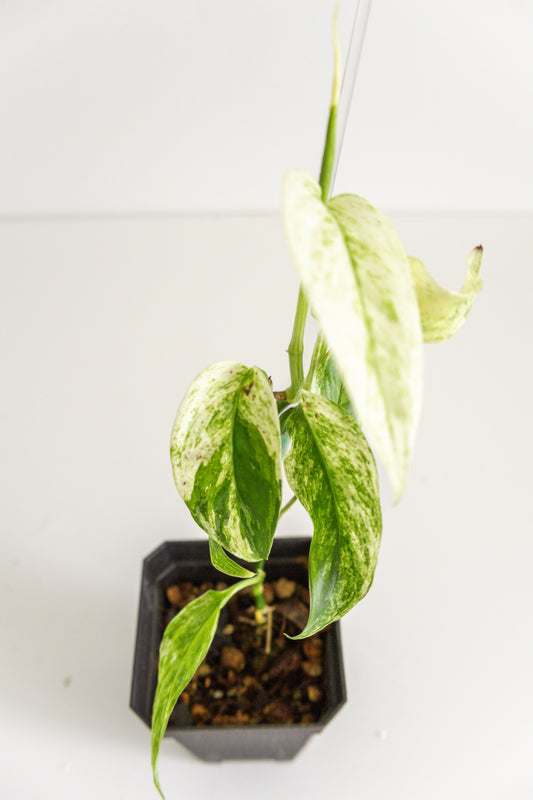 Monstera Laniata variegated