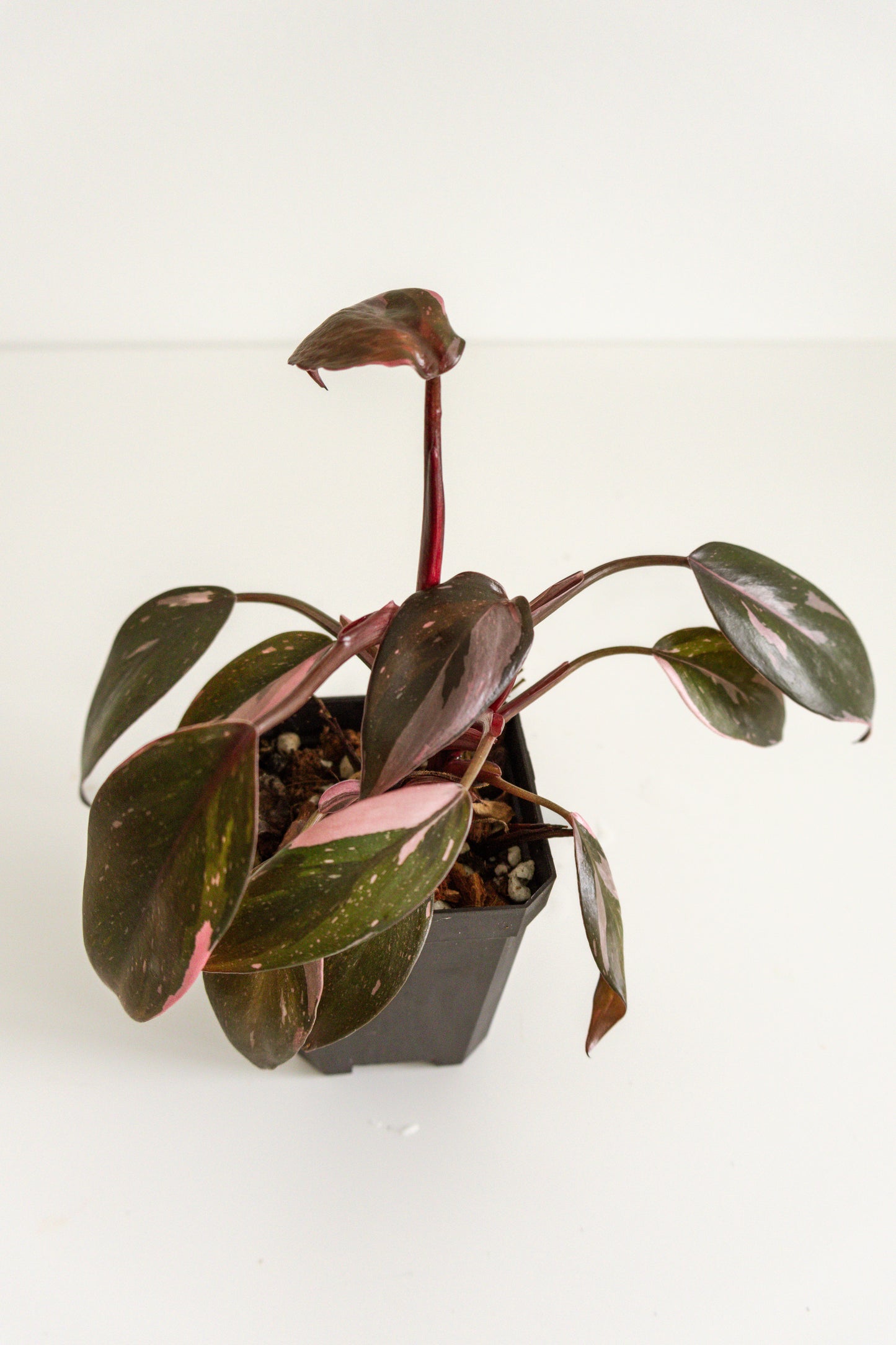 Philodendron Pink Princess