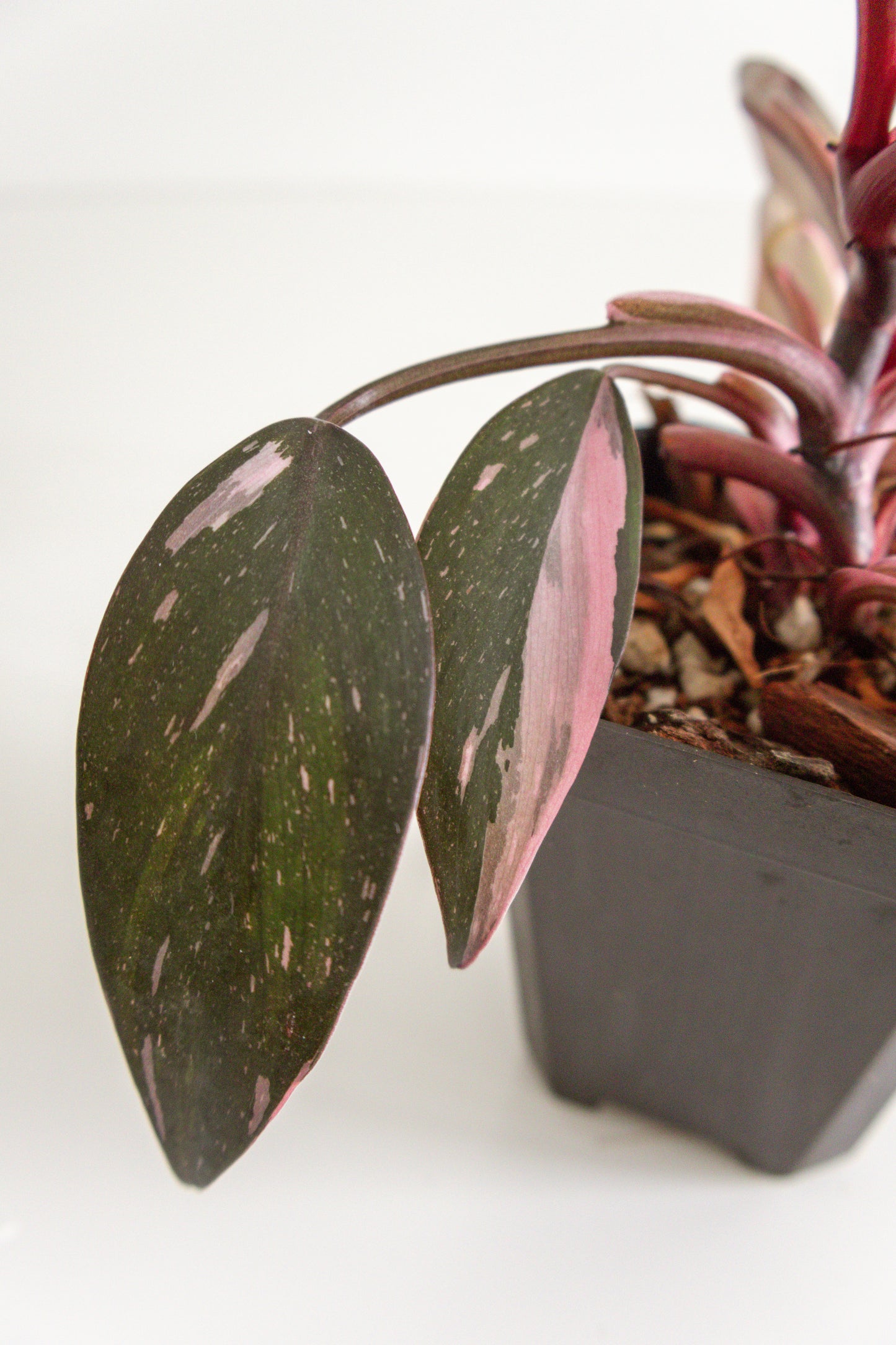 Philodendron Pink Princess