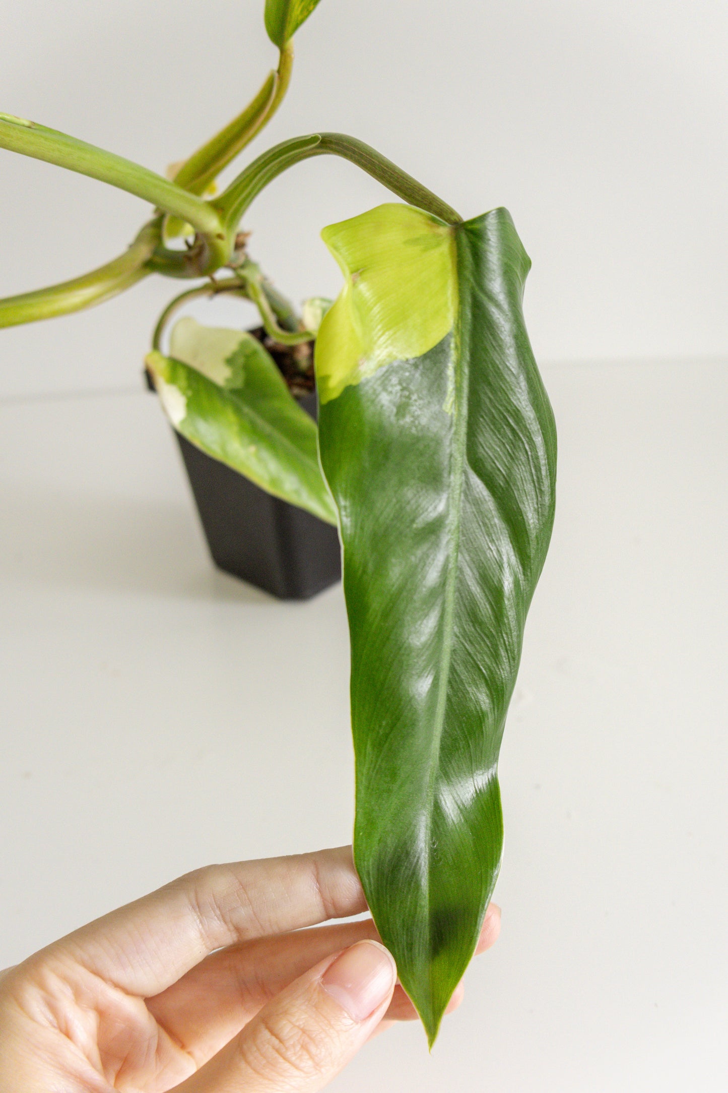 Philodendron Domesticum variegated