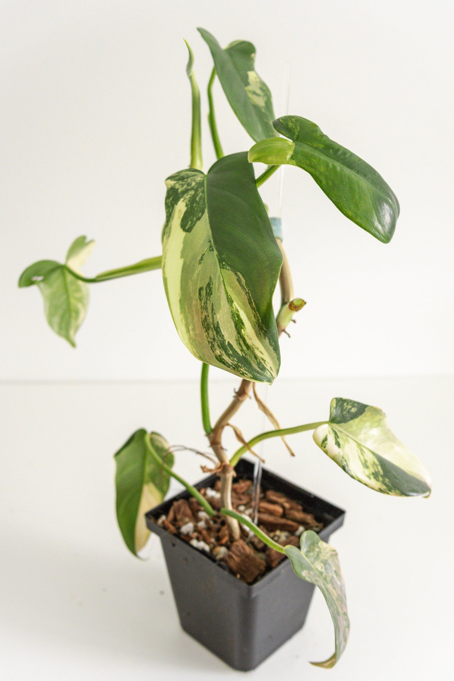 Philodendron Bipennifolium 'Violin’ variegated