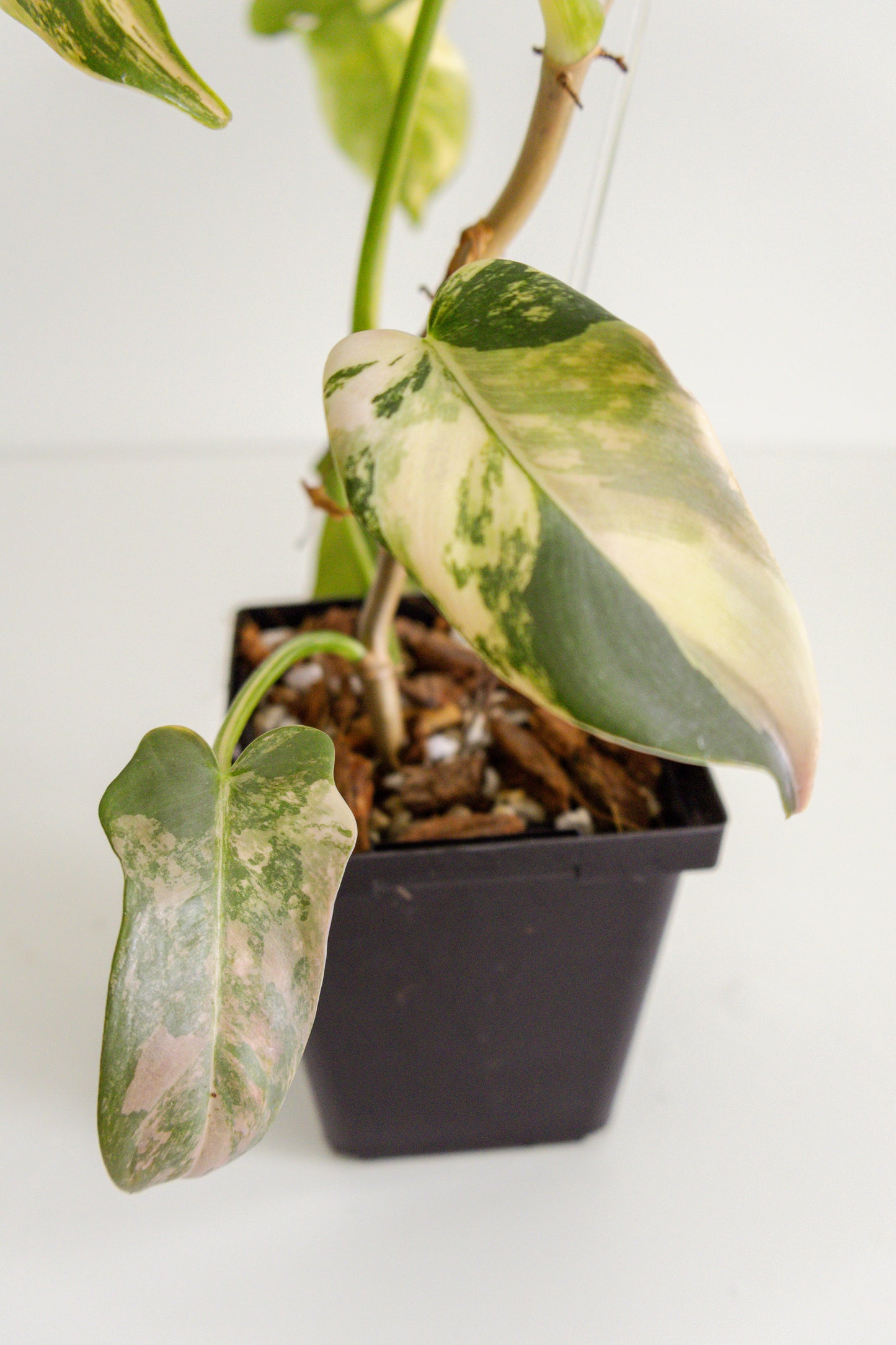 Philodendron Bipennifolium 'Violin’ variegated