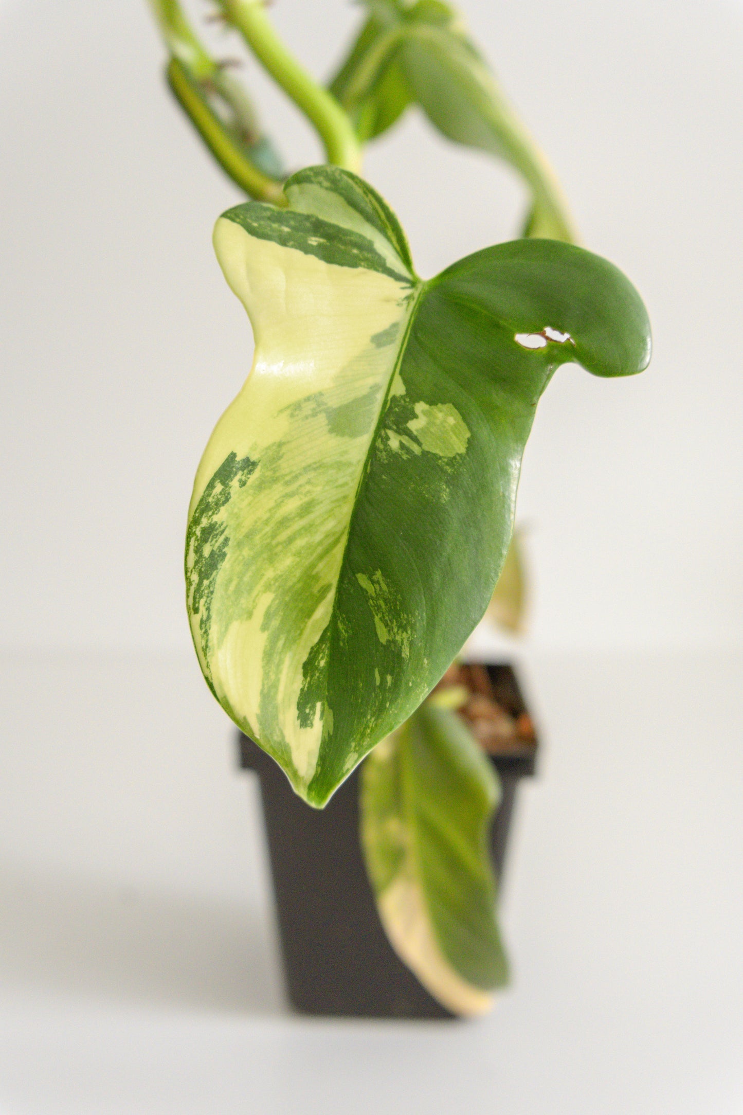 Philodendron Bipennifolium 'Violin’ variegated