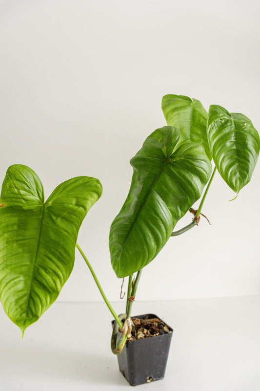 Philodendron Sharoniae