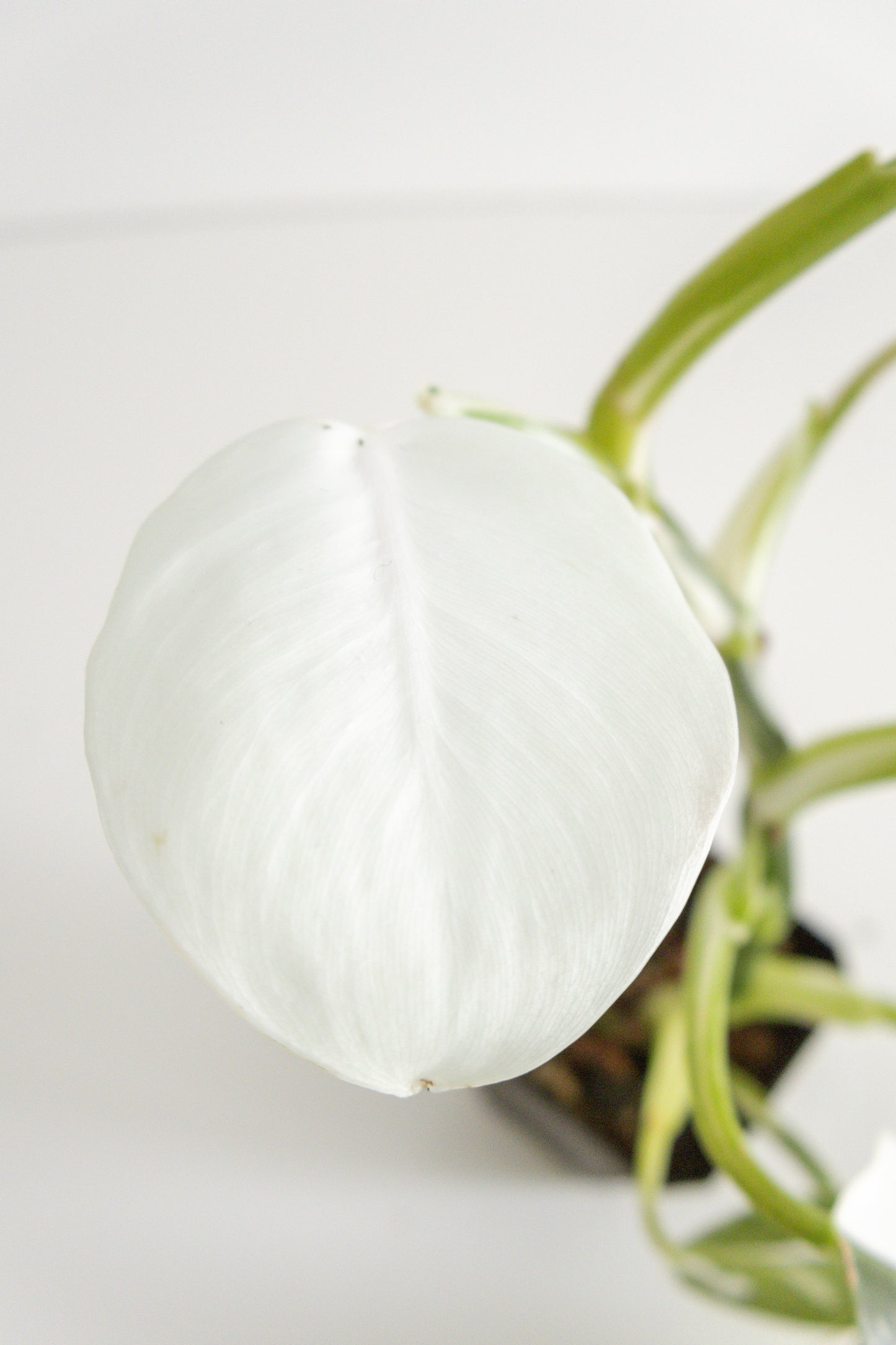 Philodendron White Wizard