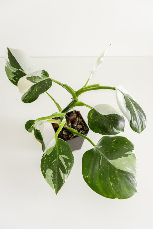 Philodendron White Wizard