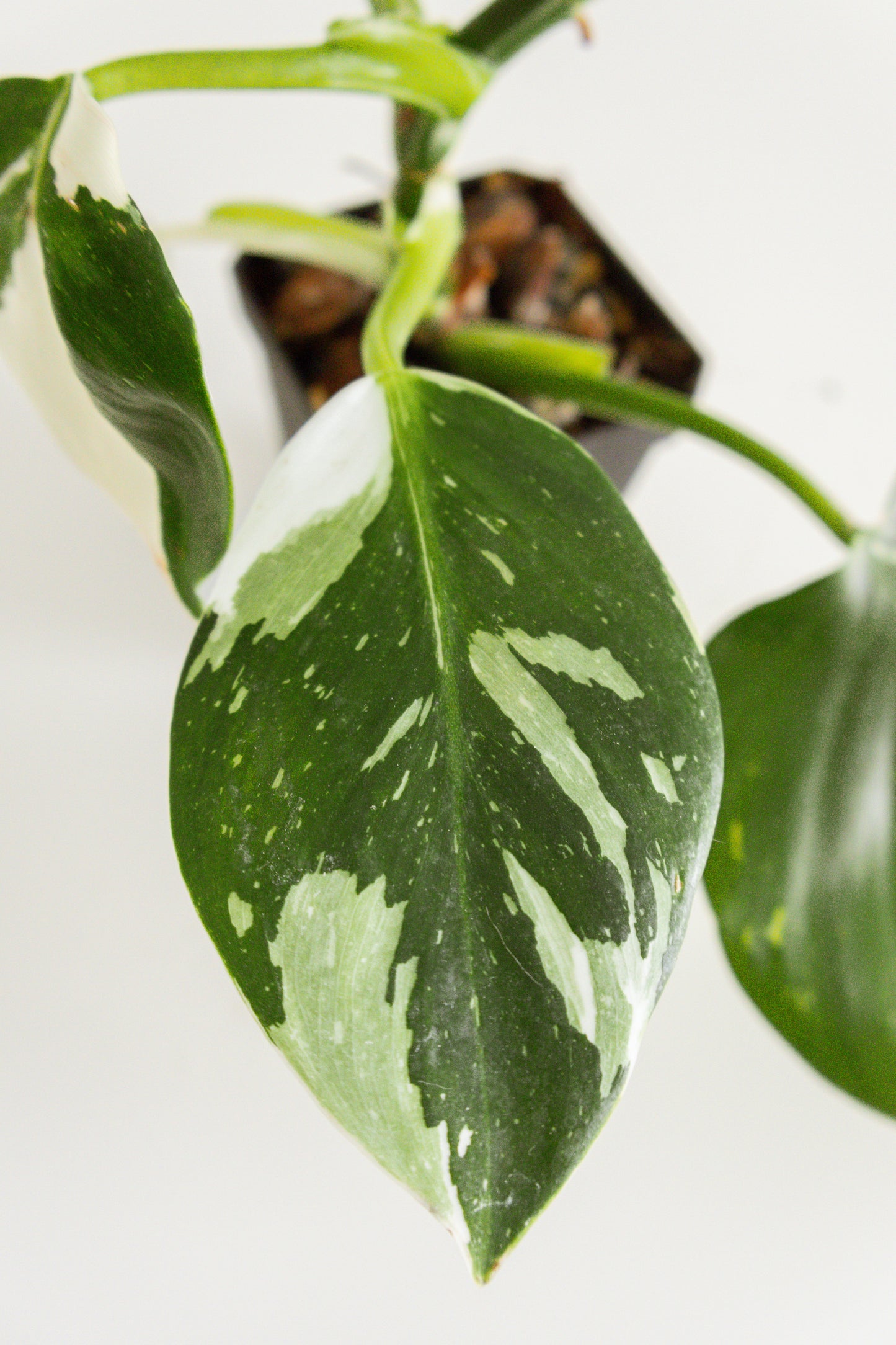 Philodendron White Wizard