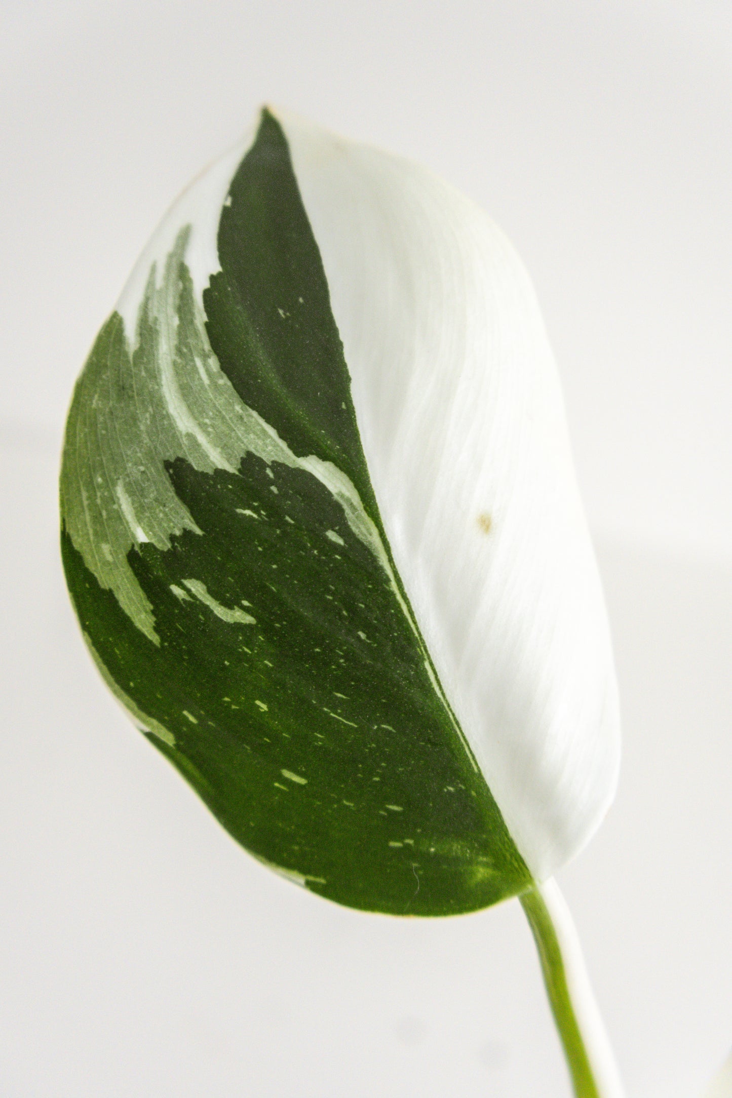 Philodendron White Wizard