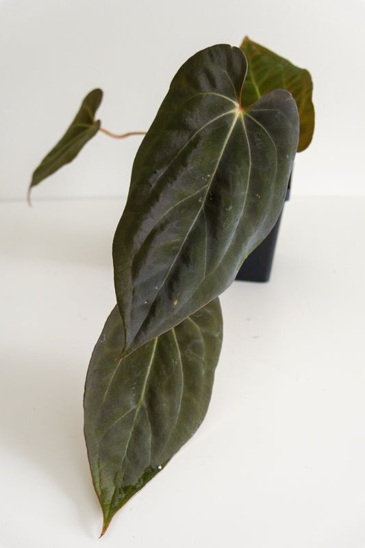 Anthurium Carlablackiae x BVEP