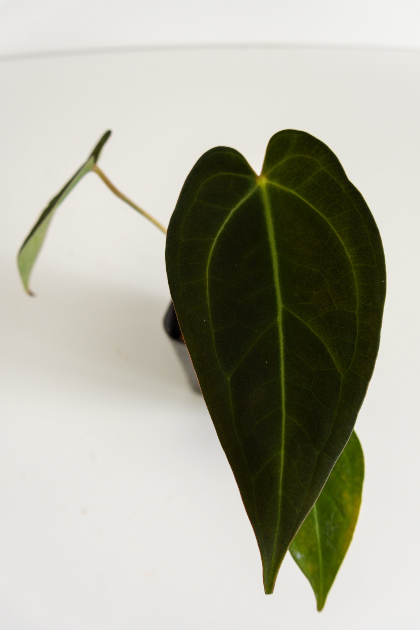 Anthurium papililaminum 'A+'