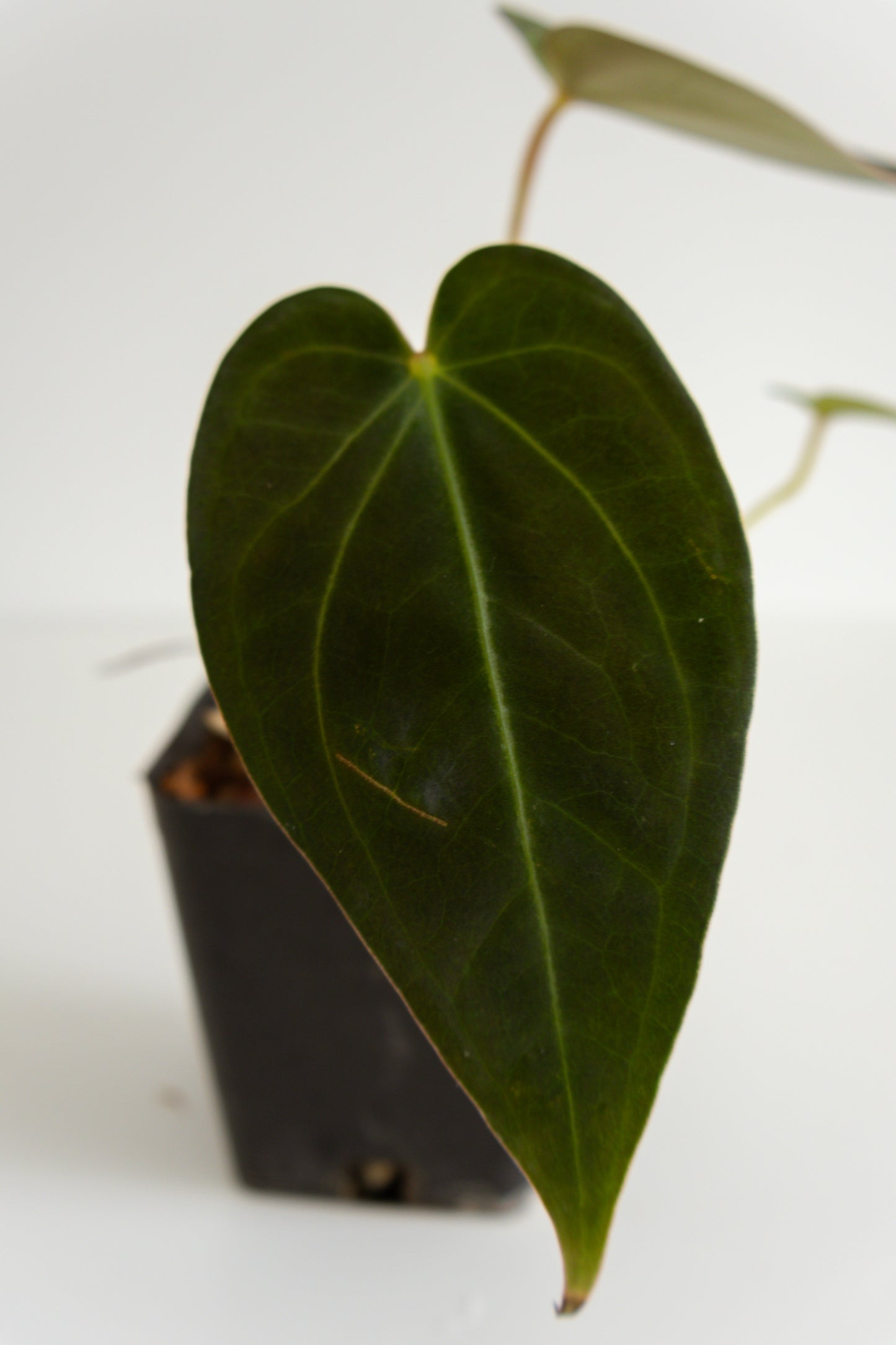 Anthurium papililaminum 'A+'