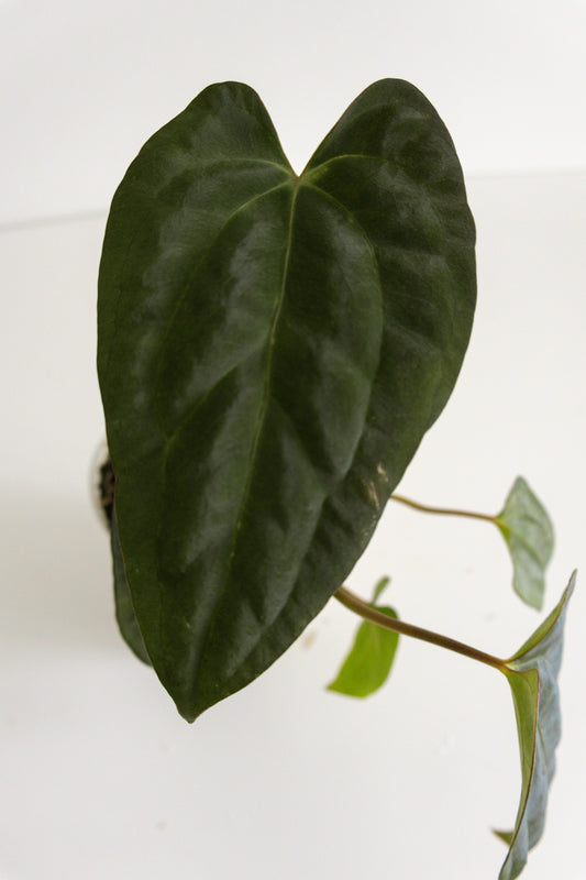 Anthurium papillilaminum ‘X-One’