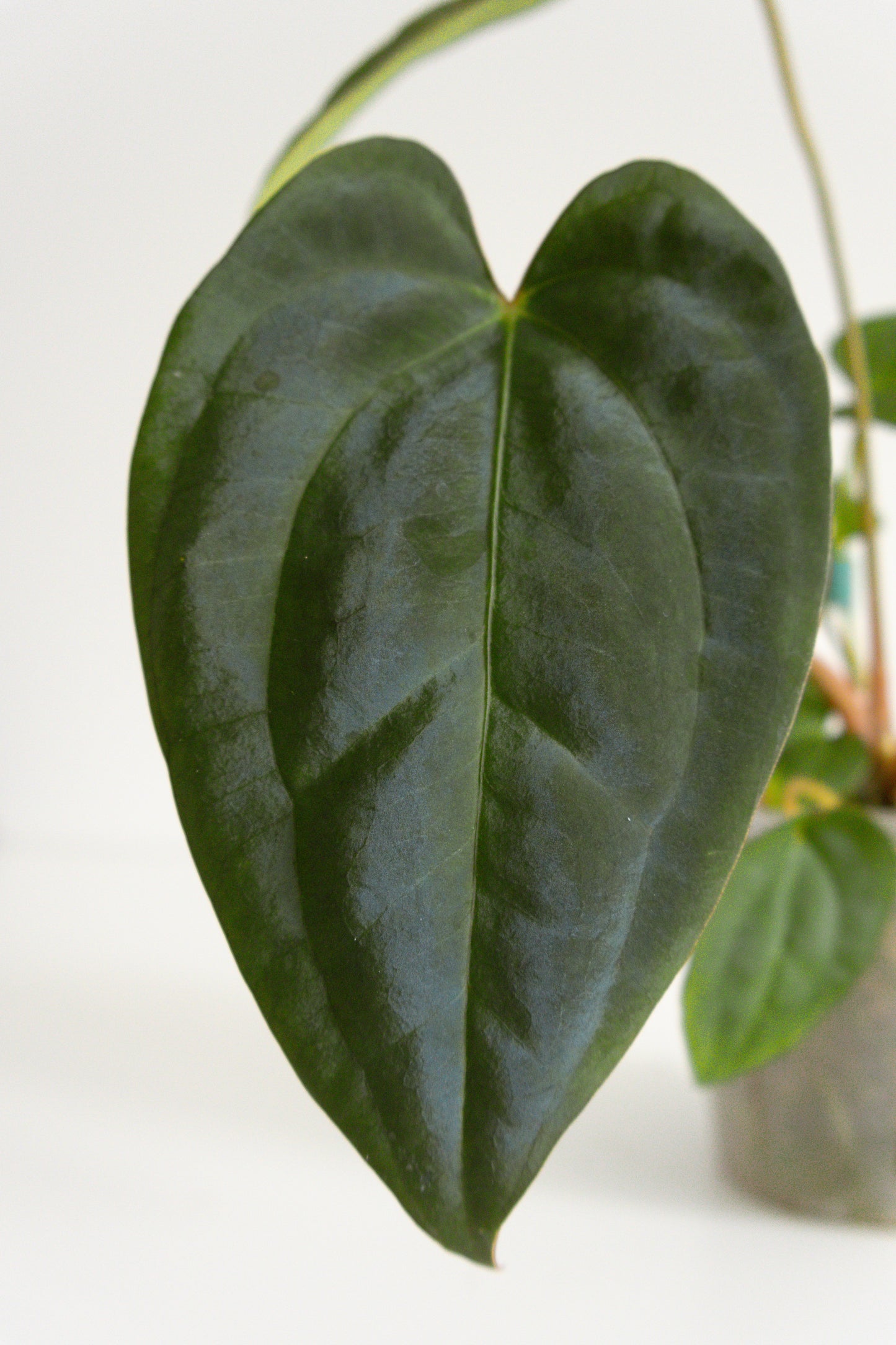 Anthurium papillilaminum ‘X-One’