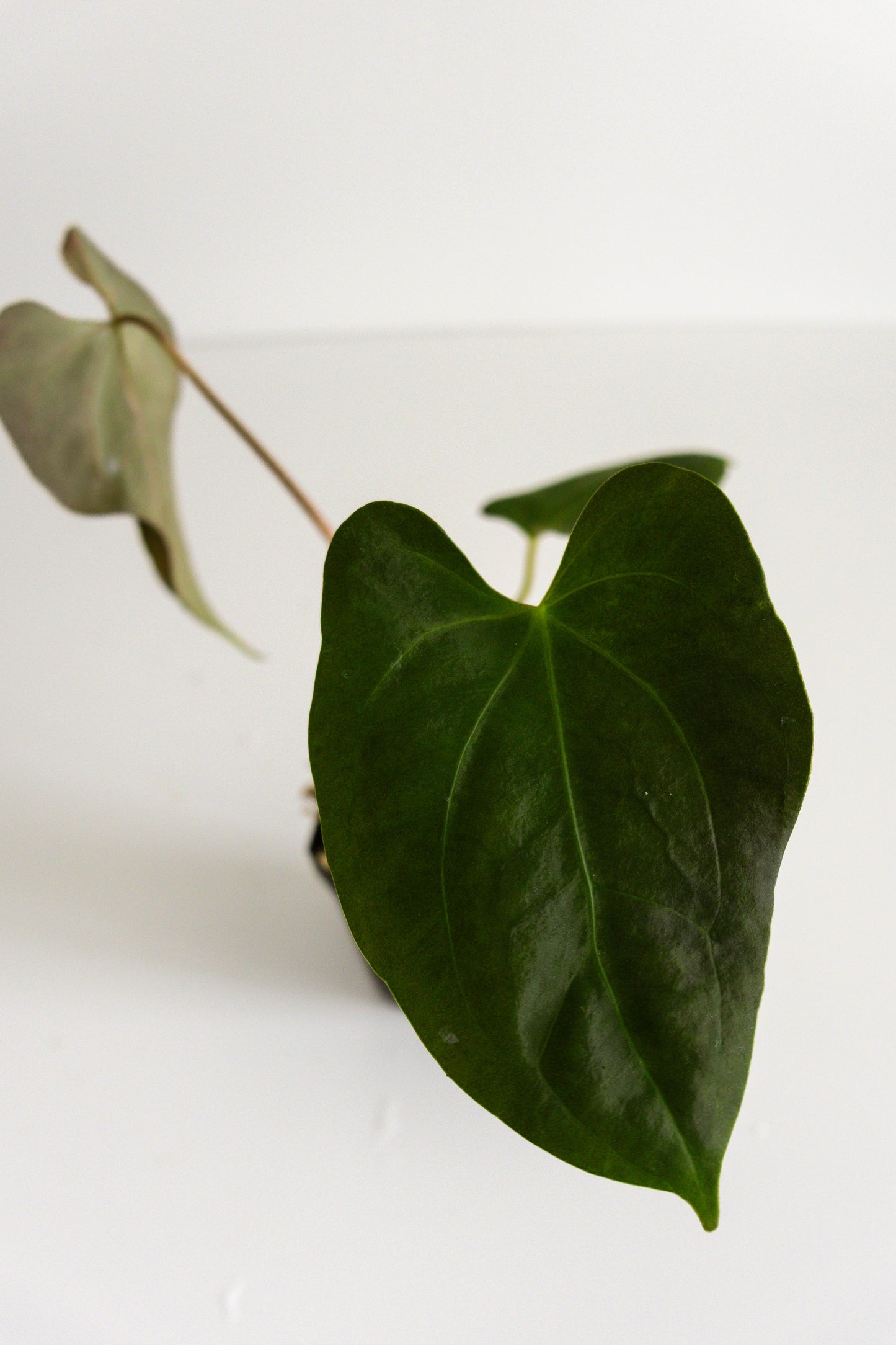 Anthurium FTG crystallinum x papillilaminum 'Fort Sherman'