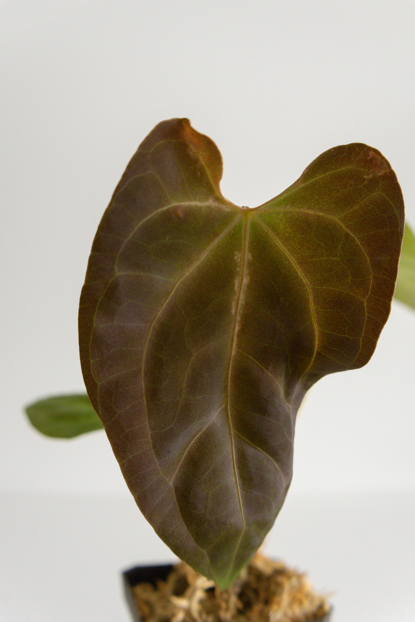 Anthurium FTG crystallinum x papillilaminum 'Fort Sherman'