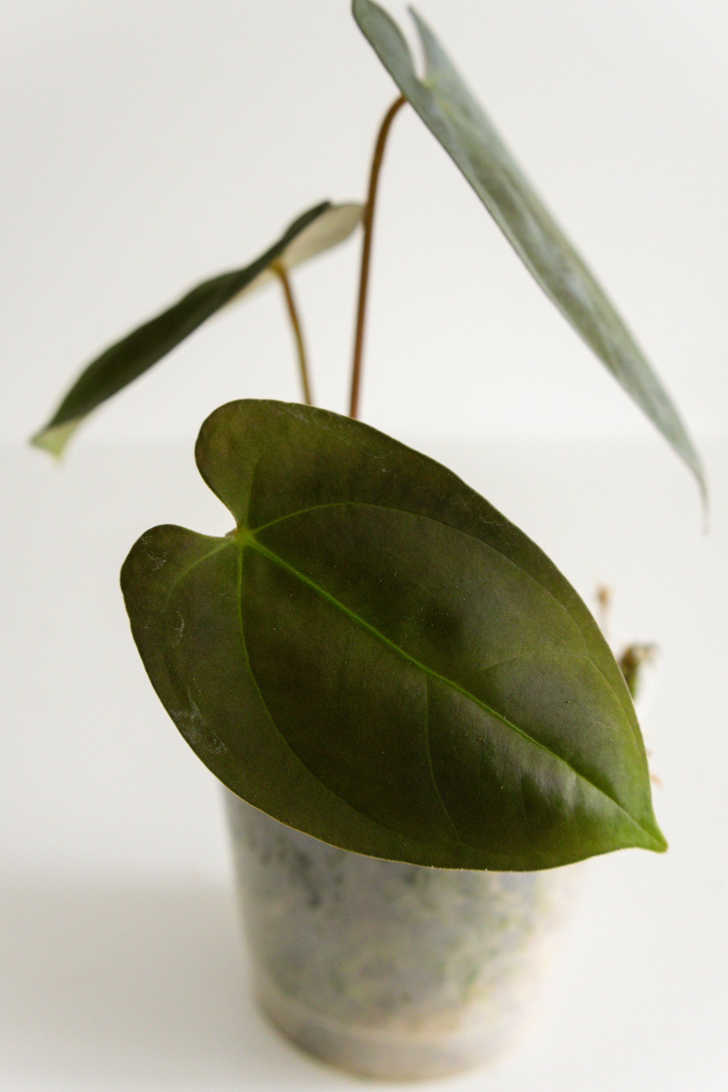 Anthurium 'Bhavana'