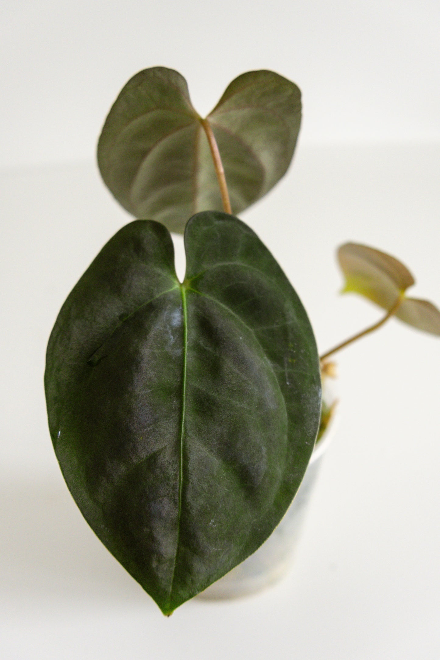 Anthurium 'Bhavana'