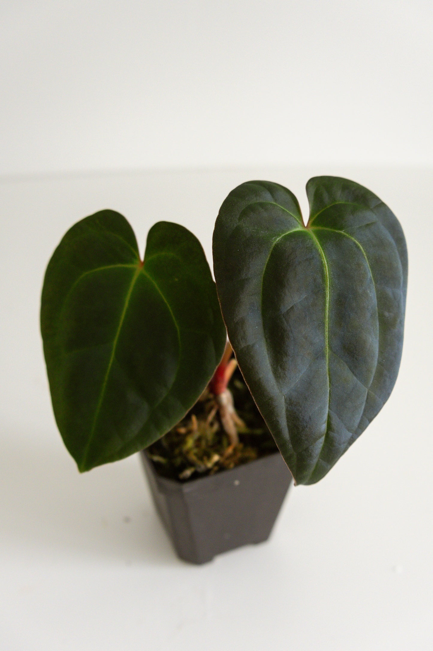 Anthurium papillilaminum 'X-one' x Beaseae