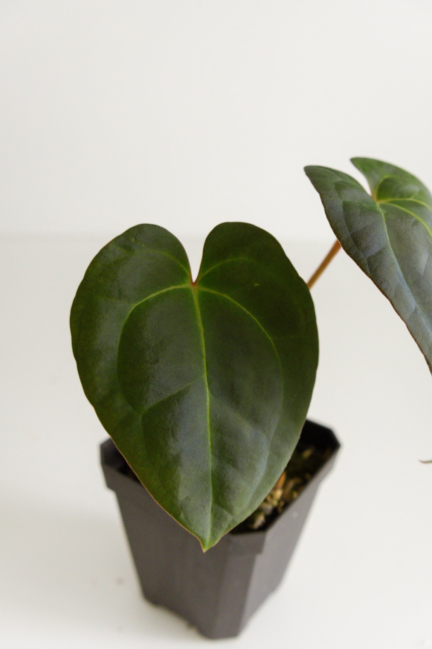 Anthurium papillilaminum 'X-one' x Beaseae